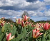 romana-majhen-arboretum3