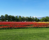 simona-gortnar-volcji-potok1