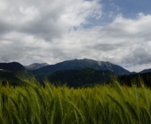 Begunjščica