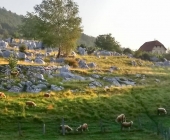 Bela Krajina