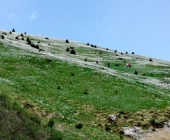 Golica