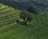Goriška brda