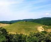 Goriška brda