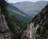 Gozd Martuljek