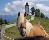 Jamnik