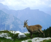Kriški podi