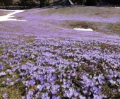 Menina planina