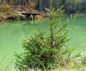 Mojstrana