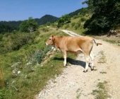 Planina Kuhinja