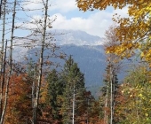 Pokljuka