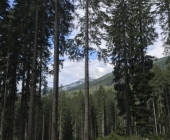Pokljuka