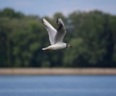 Ptujsko jezero