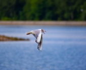 Ptujsko jezero
