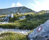 Rodica