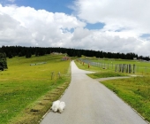 Rogla