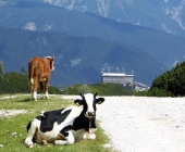 Smučišče Vogel