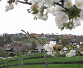 Trška gora
