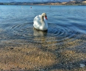 Velenjsko jezero