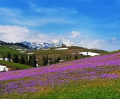 Velika planina